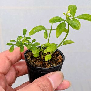 オウバイ,盆栽,ミニ盆栽,盆栽苗木,まめ盆栽の画像