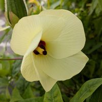 トロロアオイの画像