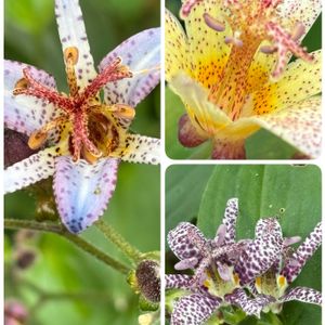 ホトトギス,タイワンホトトギス,ナチュラルガーデン,庭の宿根草,お庭の花たちの画像