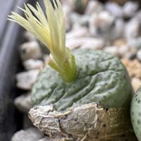 コノフィツム,+安曇野の画像