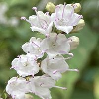 イチゴ,シモバシラ,秋の花,ベランダの画像