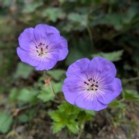 ゲラニウム,エリゲロン,花のある暮らし,おうち園芸,小さな庭の画像