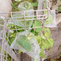 青じそ,エゴマ,ハーブの画像