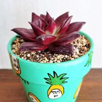 イワヒバ,アガボイデス,岩松,多肉植物,たにおたくらぶの画像