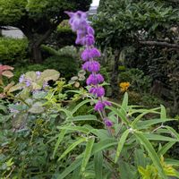 シオン,ブーゲンビリア,リコリス（彼岸花）,シンビジウムの蕾,開花中の画像