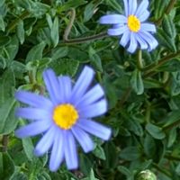 ブルーデージー,ブルーデージー,大好き,癒し,花のある暮らしの画像