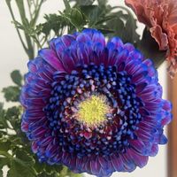 カーネーション,ガーベラ,緑のある暮らし,植物大好き,お花大好きの画像