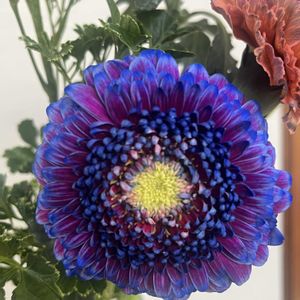 カーネーション,ガーベラ,緑のある暮らし,植物大好き,お花大好きの画像