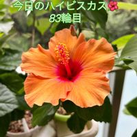 アンスリウム,ハイビスカス,モンステラ,フィロデンドロン,ワイルドの画像
