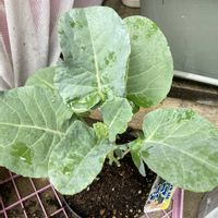 ブロッコリー,冬野菜,家庭菜園の画像