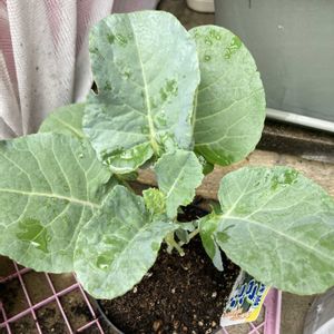 ブロッコリー,冬野菜,家庭菜園の画像