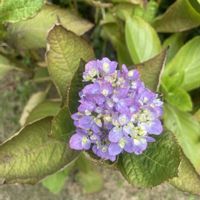 ナデシコ,モッコウバラ,カントウヨメナ,山野草,小花が好きの画像
