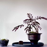 ネムノキ,エバーフレッシュ,盆栽,小品盆栽,銅葉の画像