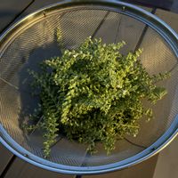 シソ,花のある暮らし,おうち園芸,バルコニー/ベランダ,家庭菜園の画像