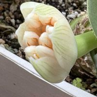 マユハケオモトの画像