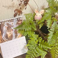 ワタ,シダ,綿花,ダバリア ラビットフット,棉(わた)の画像