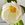 abutilon