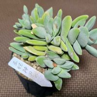 王妃神刀,クラッスラ 属,多肉植物,クラッスラ属,クラッスラの画像