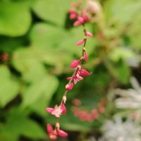 チェリーセージ,朝顔,シュウメイギク（秋明菊）,ミズヒキ（水引）,我が家の庭の画像