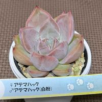 エケベリア,アテマハック×アテマハック,多肉植物,エケベリア属,初購入の画像