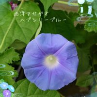西洋アサガオ,西洋朝顔＊ヘブンリーブルー,庭の花,小さな庭から,水色の花の画像