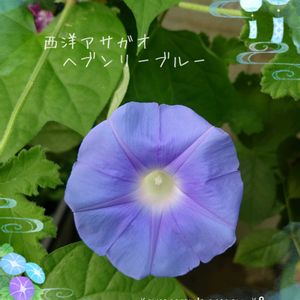 西洋アサガオ,西洋朝顔＊ヘブンリーブルー,庭の花,小さな庭から,水色の花の画像
