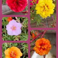 ユスラウメ,ユスラウメ,ランタナ,ランタナ,オカワカメの花の画像