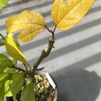 パッションフルーツ,パッションフルーツ,ベランダ園芸,みしょり隊の画像