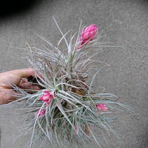 ティランジア,Tillandsia,エアプランツ,ベランダの画像