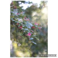 ベニバナトキワマンサク,元気をありがとう٩( ᐛ )و,山野草,癒やし,リフレッシュ♡の画像