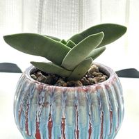 神刀,多肉植物,クラッスラ属,窓辺,リビング・ダイニングの画像