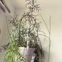 リプサリス,観葉植物の画像