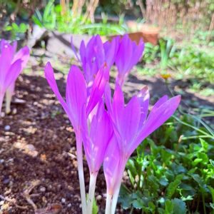 コルチカム,花言葉,山野草,花のある暮らし,われら17年組の画像
