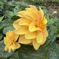 ガザニア,ダリア,アカカタバミの画像