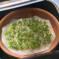 チランジア,エアプランツ,エアプランツ チランジア,みしょり隊の画像