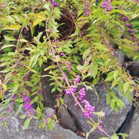 ムラサキシキブの画像