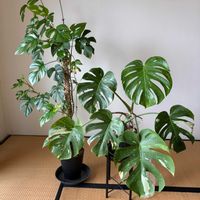 ヒメモンステラ,モンステラ デリシオーサ,観葉植物の画像