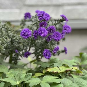 ナチュラルガーデン,花のある暮らし,花は癒やし♡の画像