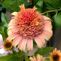 エキナセア,エキナセア シュプリーム カンタロープ,おうち園芸,玄関アプローチの画像