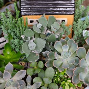 多肉植物,ベランダガーデニング,多肉植物のある暮らし,癒し…♡,大きな鉢の画像