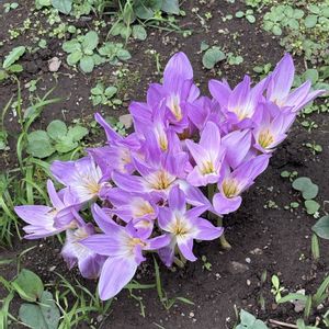 花壇,ピンク,マンションの画像