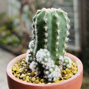 サボテン,フォルモーサ,多肉植物,子株,鉢植えの画像