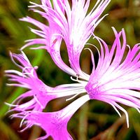 ナデシコ,カワラナデシコ,ピンク,ピンクの花,大好きな花の画像