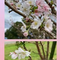 キク,ダリア,ヒマワリ,十月桜,ひまわりの画像