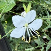 ガウラ,ハクチョウソウ,ヤマモモソウ,白い花,花散歩の画像