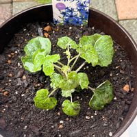 セネッティ ブルー,セネッティ,サントリー フラワーズ,花と生きるサントリー,サンフラマニアの画像