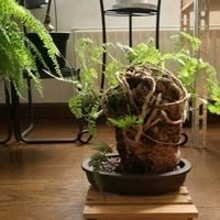 トキワシノブ,毎月４日はシダの日の画像