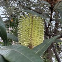 バンクシア,お散歩の画像