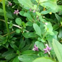 クコ,枸杞（クコ）の花,通勤途中の画像