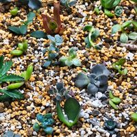 アロマティカス,多肉植物カット苗,ガーデンレタスミックス,おうち園芸,テラスの画像